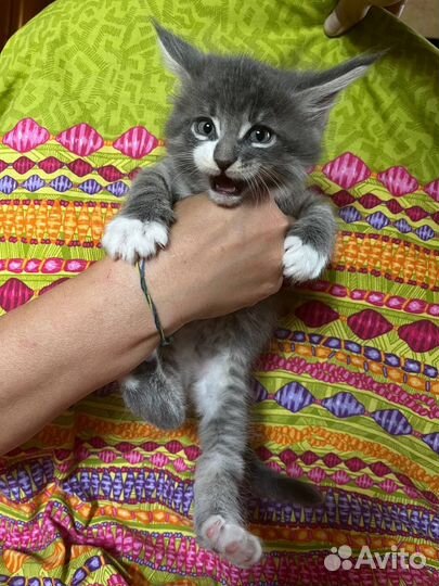 Котята мейн-кун