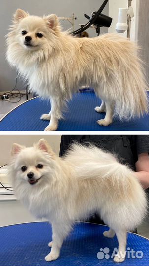 Груминг собак