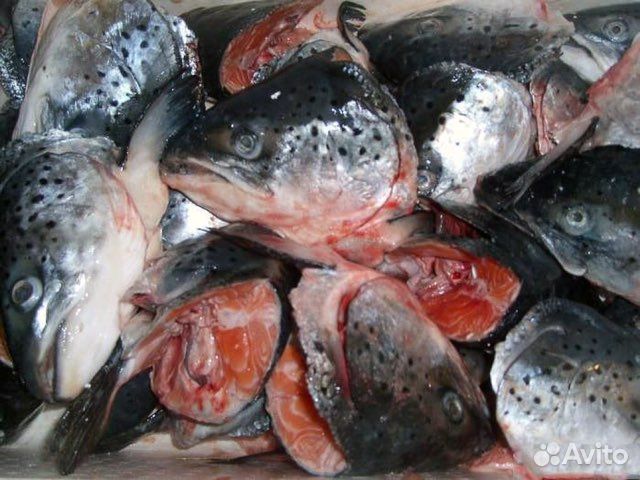 Головы семги