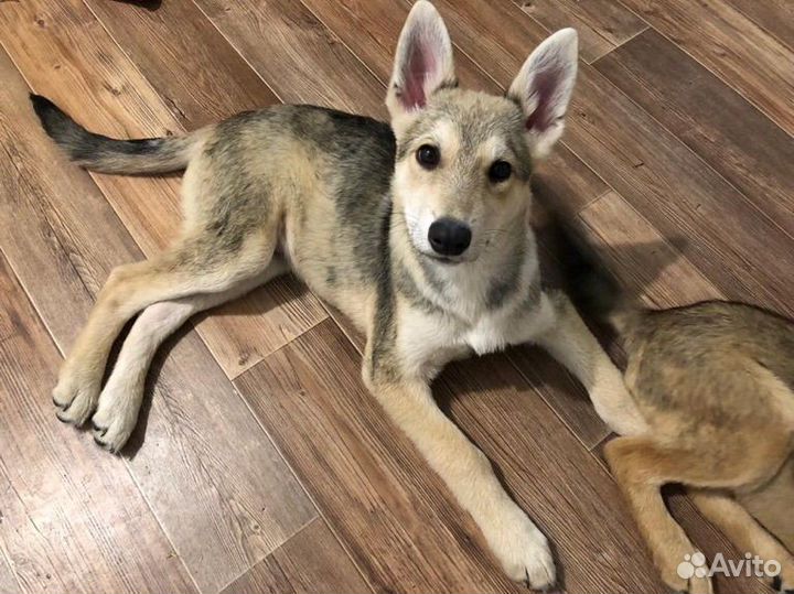 Щенки бесплатно