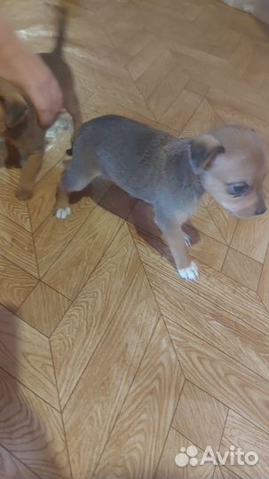 Отдам щенков