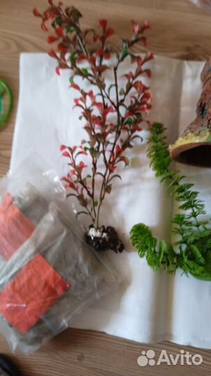 Аквариумистика