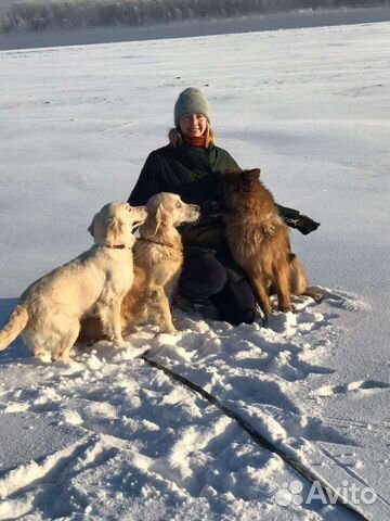 Кинолог/Социализация/Коррекция/Передержка
