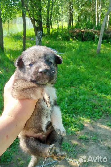 Щенки хаски бесплатно