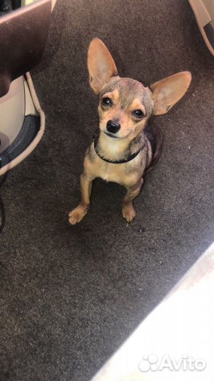 Мини Той-терьер