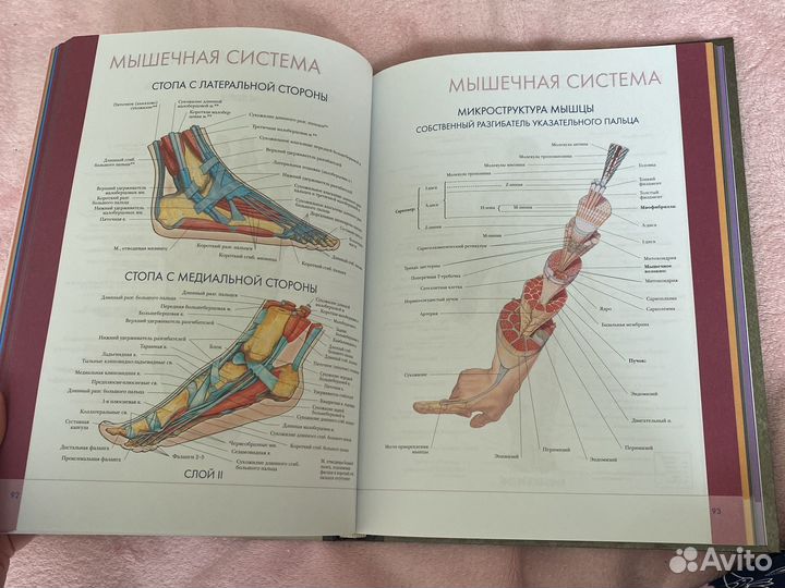 Большой атлас анатомии человека