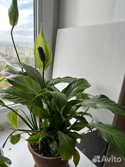 Спатифиллум