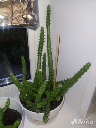 Гуэрния, стапелия