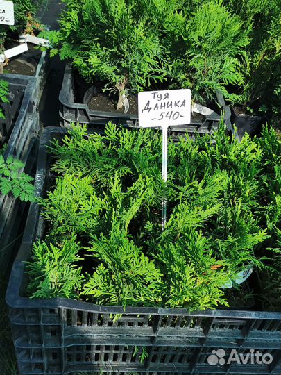 Туя даника и рекурва