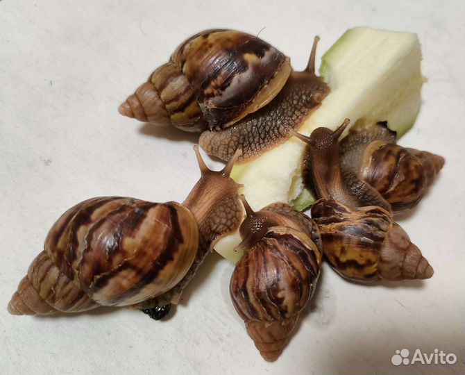 Африканские улитки ахатина