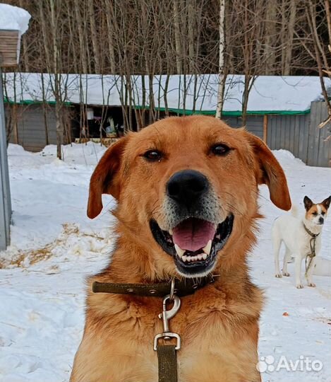 Найдена собака