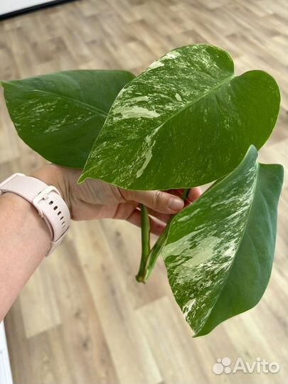 Монстера альба