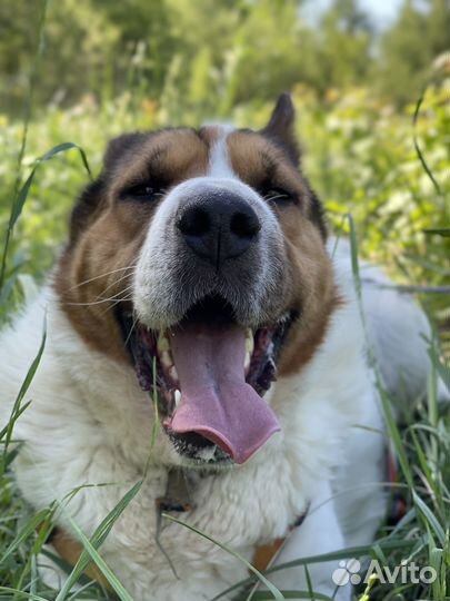 Собака невероятной красоты пропадает в приюте