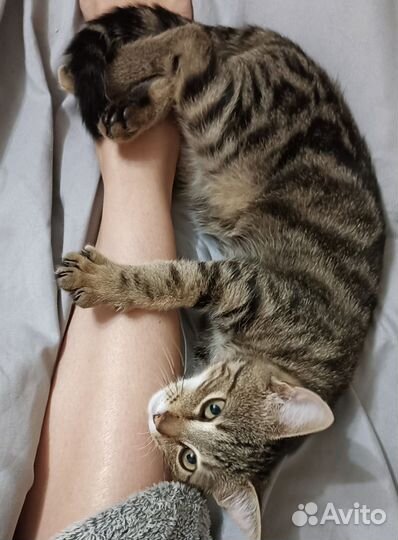 Котёнок мальчик в добрые руки