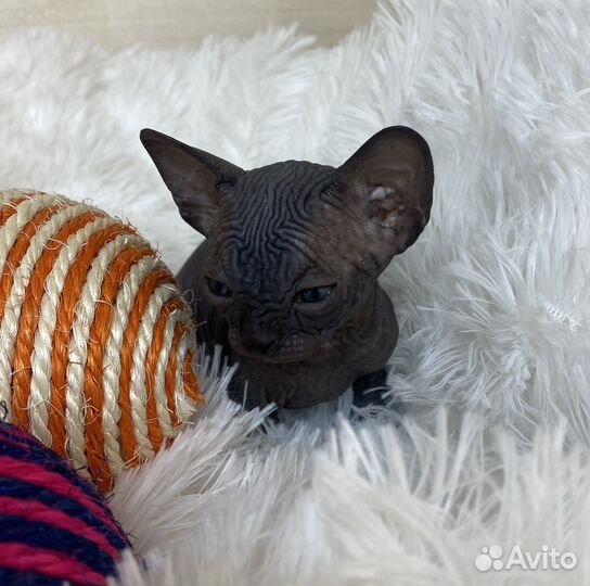 Канадский сфинкс котенок девочка