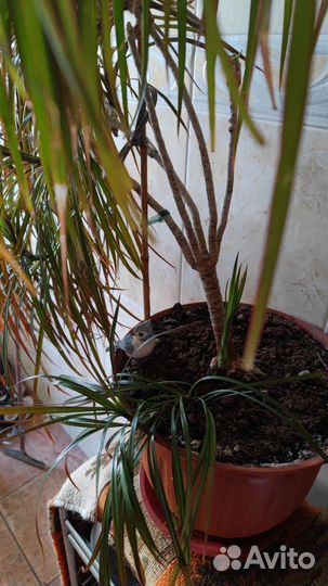 Пальма драцена