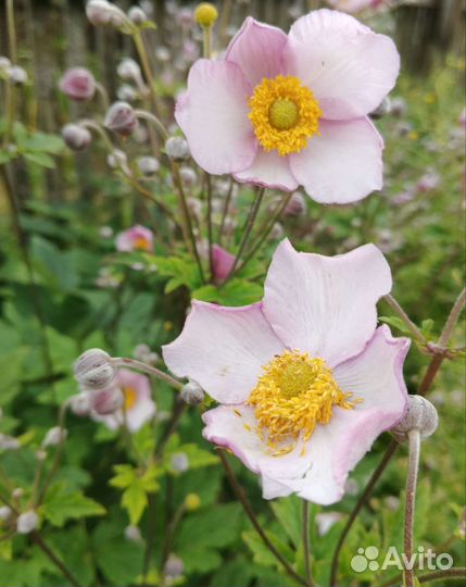 Саженцы анемоны (ветреницы) японской Робустиссита