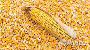 Горох,кукуруза,пшеница,ячмень, семечки,просо,овёс