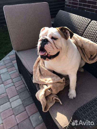 Домашняя передержка животных/догситтер