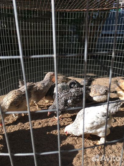 Домашние курочки и петушки (2,5 мес.)