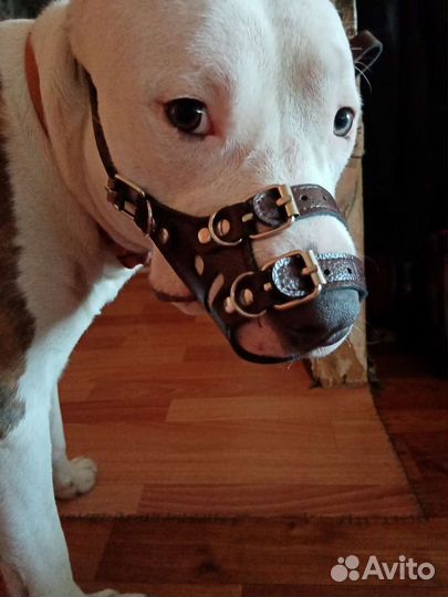 Намордник для собаки. Средних парод