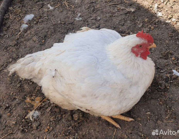 Бройлеры живым весом