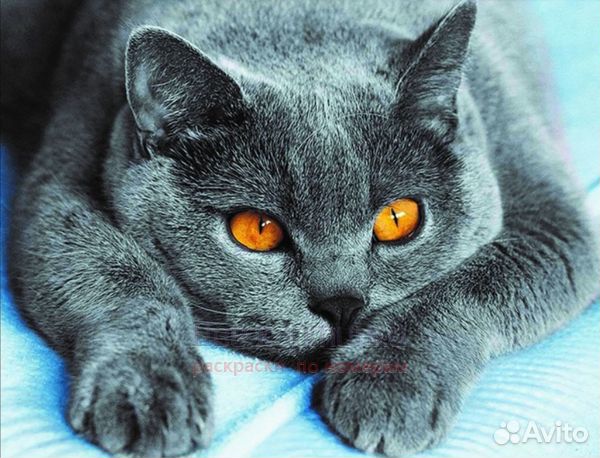 Алмазная мозаика 40x50 Пепельная кошечка с янтарны