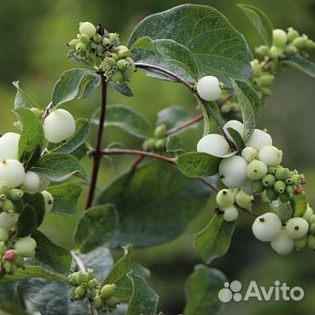 Саженцы снежноягодник Вайт Хедж
