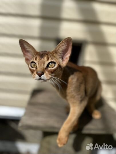 Абиссинская кошечка