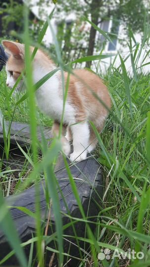 Кот (примерно 4-5 месяцев)