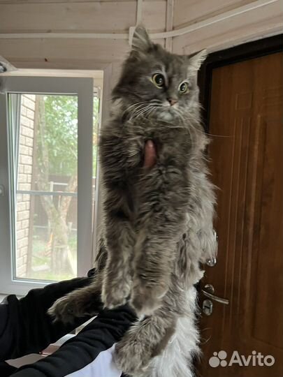 Яшка в поиске дома