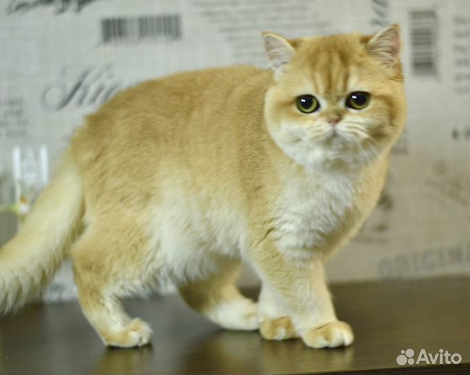 Золотая британская шиншилла девочка BRI NY 12