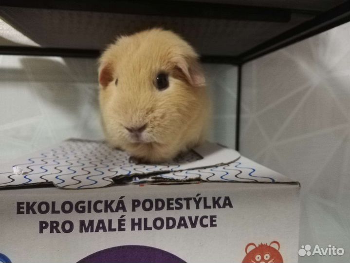 Морская свинка Английский селф