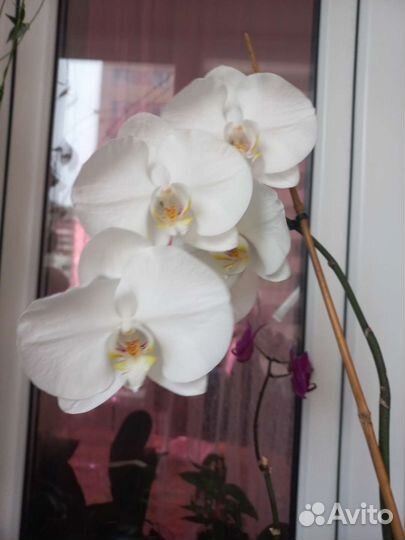 Орхидея фаленопсис