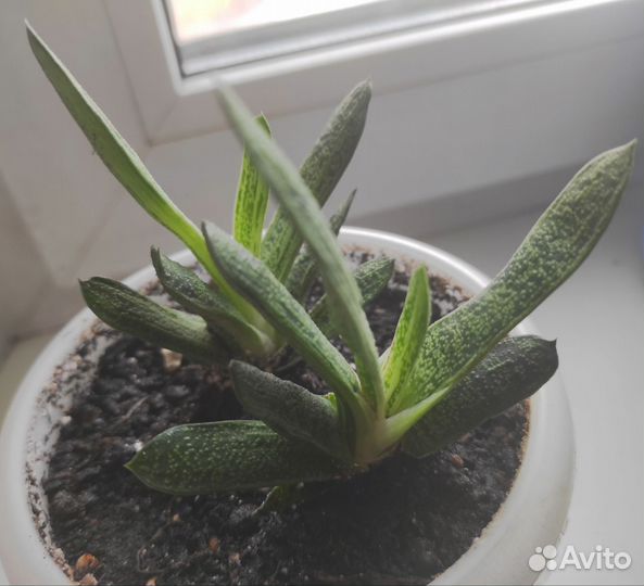 Гастерии 3шт