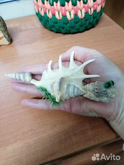 Ракушка-сувенир