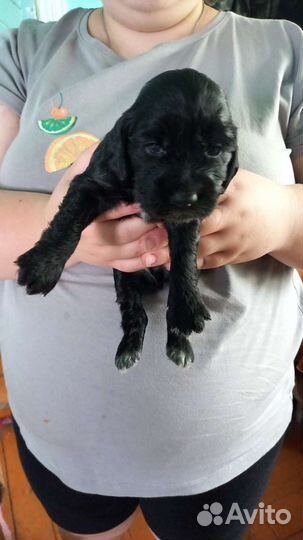 Русский спаниель