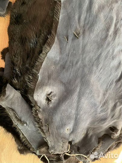 Шкуры бобров