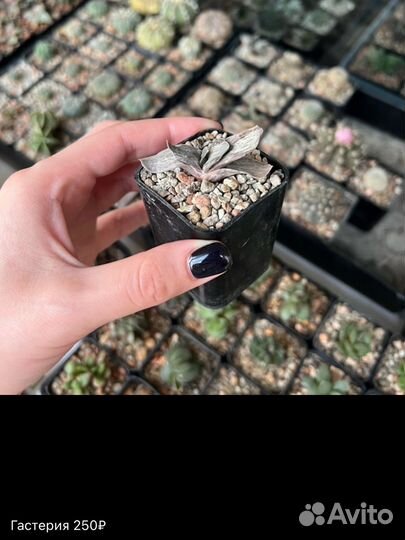 Суккулент гастерия алое кактус крассула