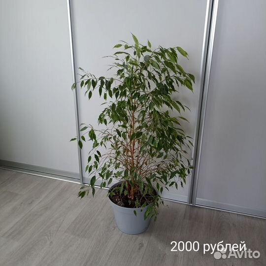 Цветы в горшках домой или в офис