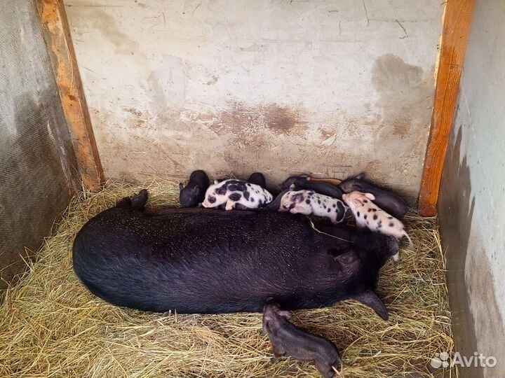 Вьетнама-дюрок