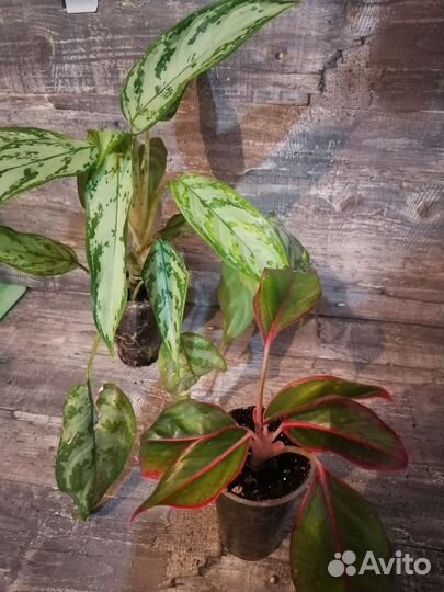 Комнатные растения