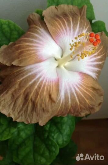 Гибискус AnDu Sugar Plum и Coy beauty, Chis