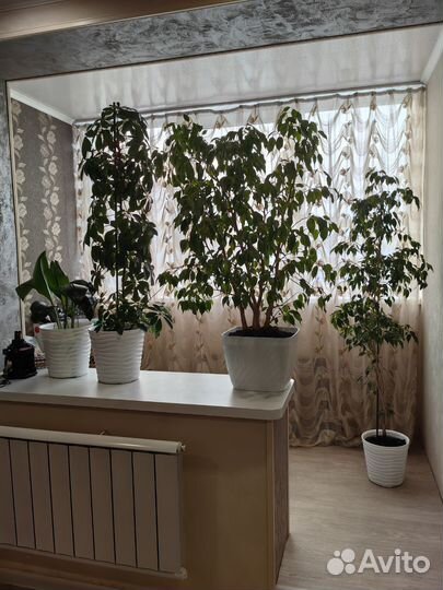 Фикус Бенджамина