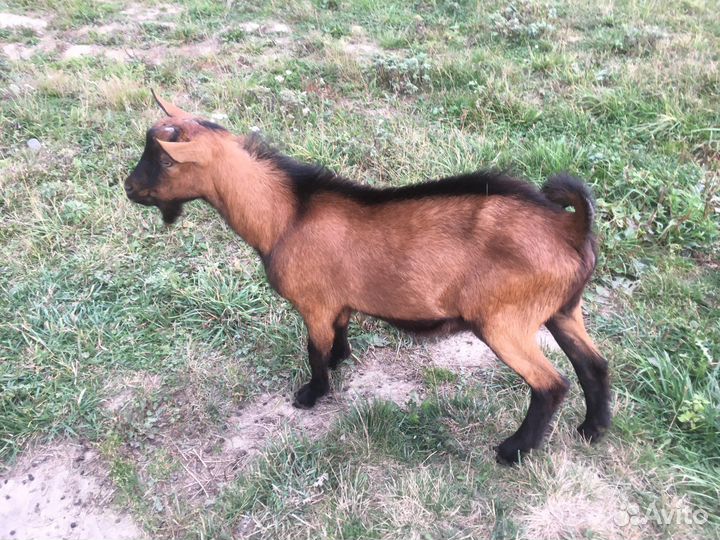 Козел чешский