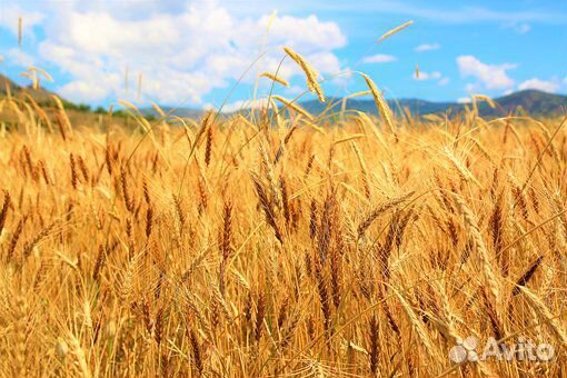 Пшеница 8,750 тонн