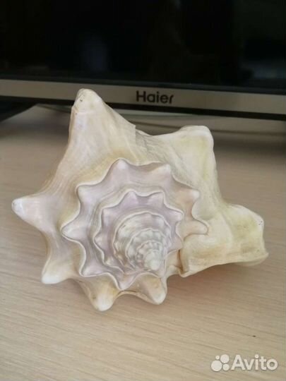 Ракушка морская большая