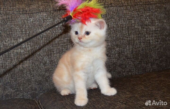 Два тигренка)