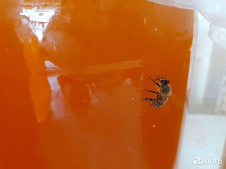 Мед разнотравье