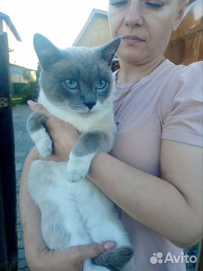 Кот ищет добрые руки